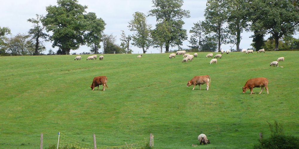 Atlas Limousin de l'élevage herbivore