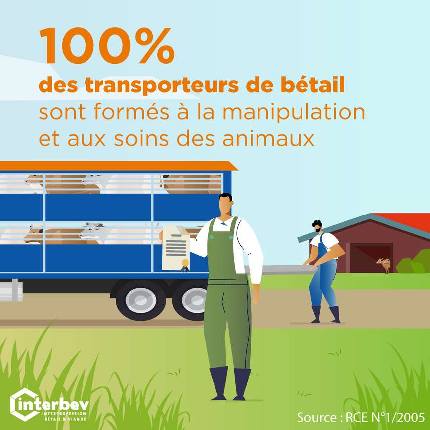 100% des transporteurs de bétail disposent d’une formation et d’un certificat spécifiques.