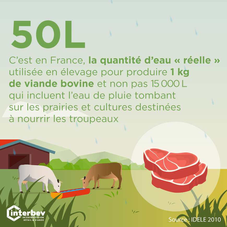 Consommation d'eau et production de viande bovine