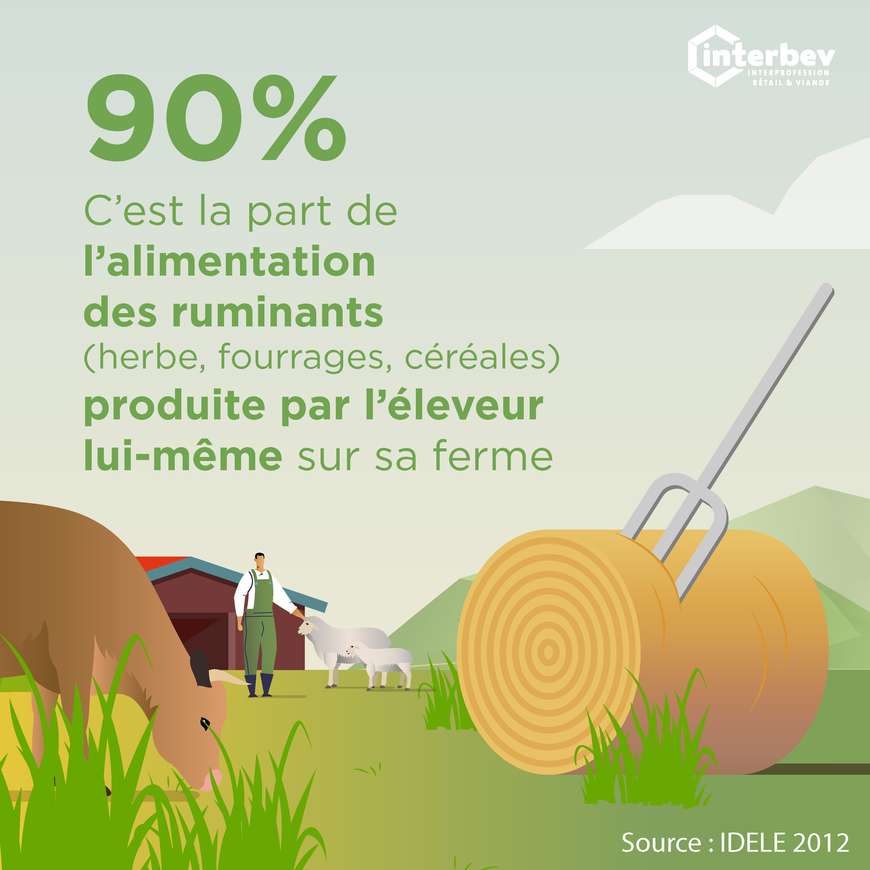 ENVIRONNEMENT_ALIMENTATION_RUMINANTS_ILLUSTRATION_CARREE