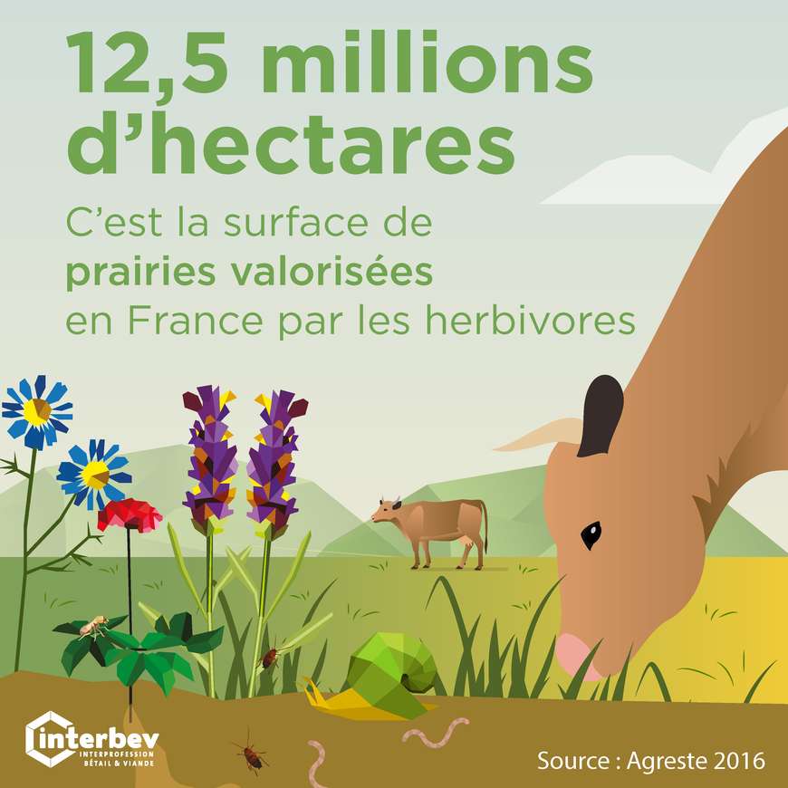 Les prairies, réservoirs de biodiversité