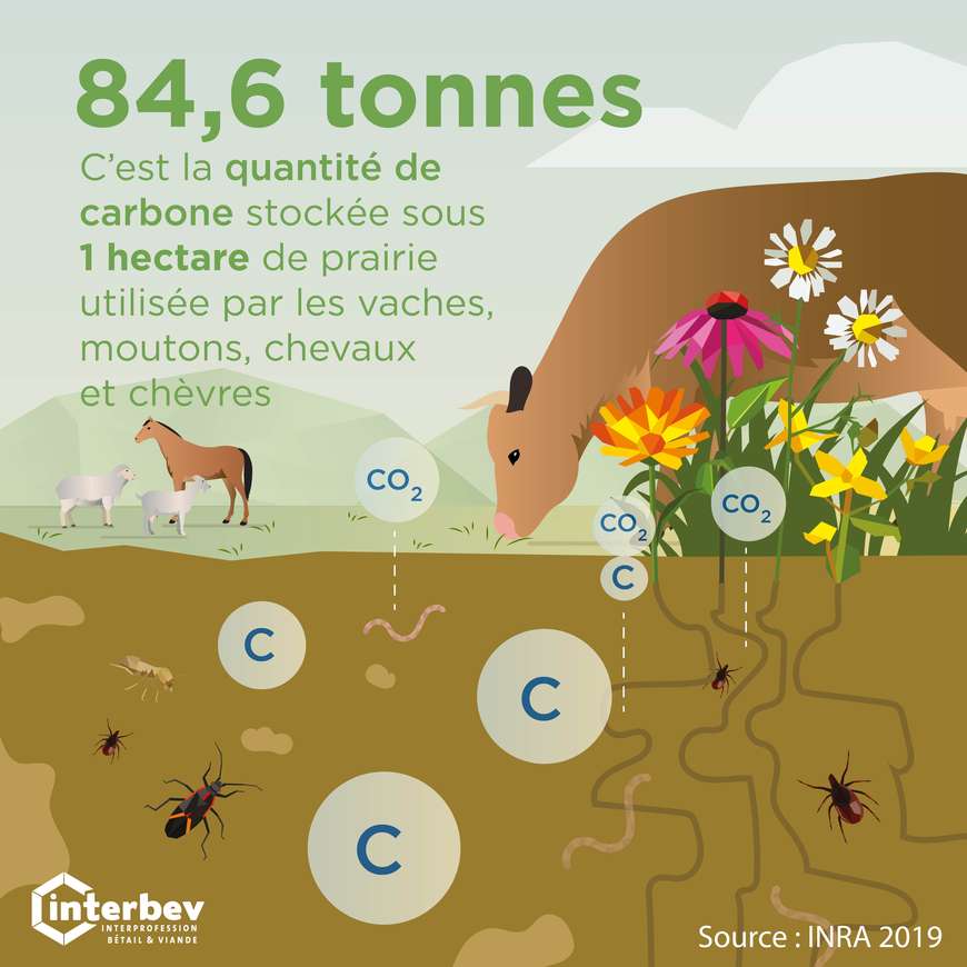 Le rôle des prairies : des puits de carbone