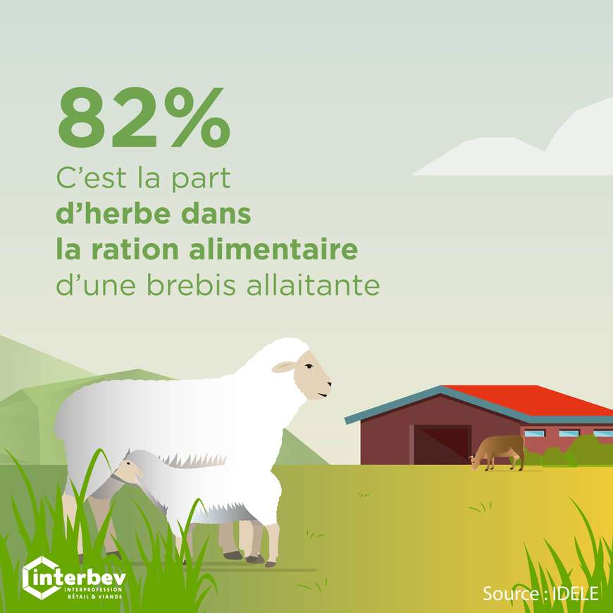 ENVIRONNEMENT_RATION_ALIMENTAIRE_BREBIS_ILLUSTRATION_CARREE