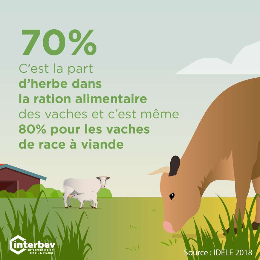 ENVIRONNEMENT_RATION_ALIMENTAIRE_VACHE_ILLUSTRATION_CARREE