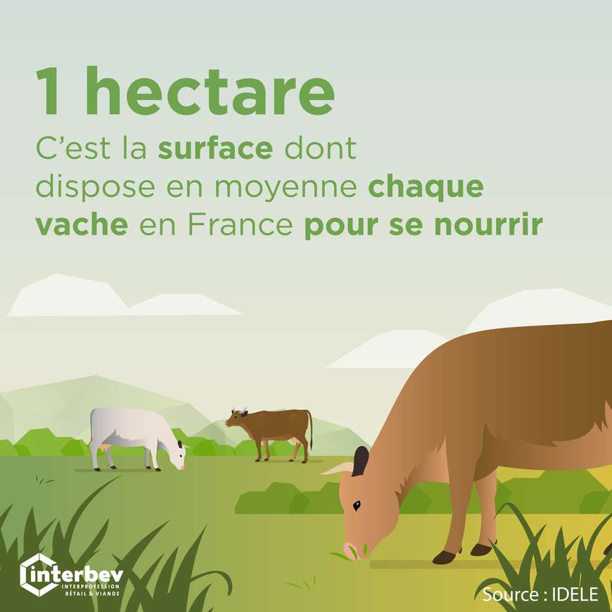 ENVIRONNEMENT_SURFACE_MOYENNE_VACHE_ILLUSTRATION_CARREE