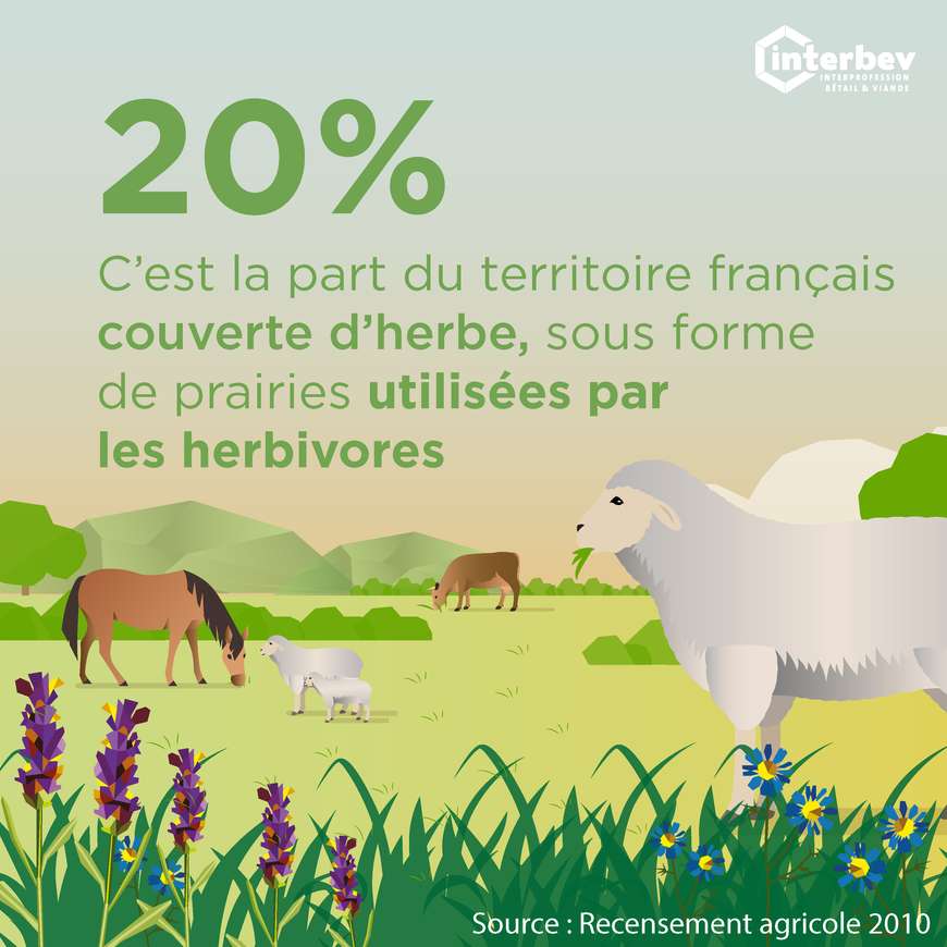 ENVIRONNEMENT_TERRITOIRE_HERBE_ILLUSTRATION_CARREE