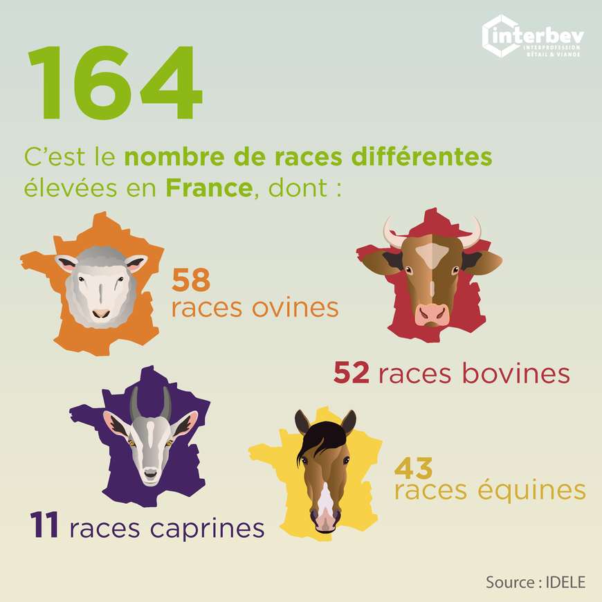 Élevage et races d'animaux