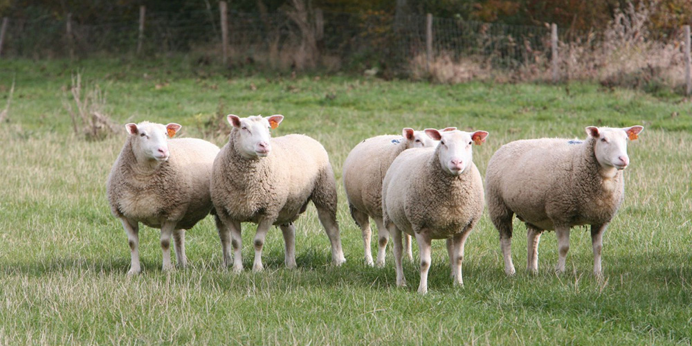 Les viandes d’agneau Label Rouge, IGP et AOP