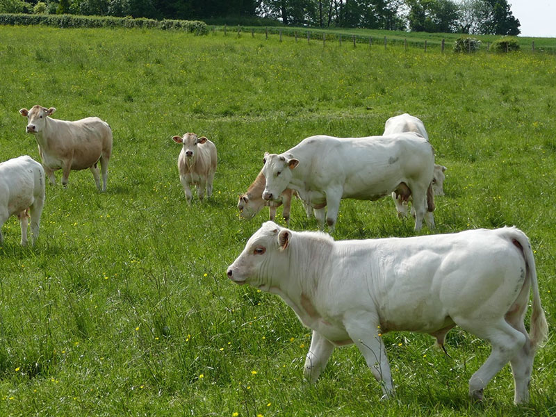 Atlas Île-De-France de l'élevage herbivore