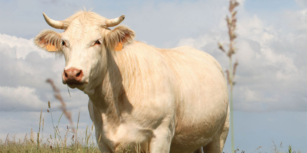 Atlas de l'élevage herbivore de la région Auvergne-Rhône-Alpes