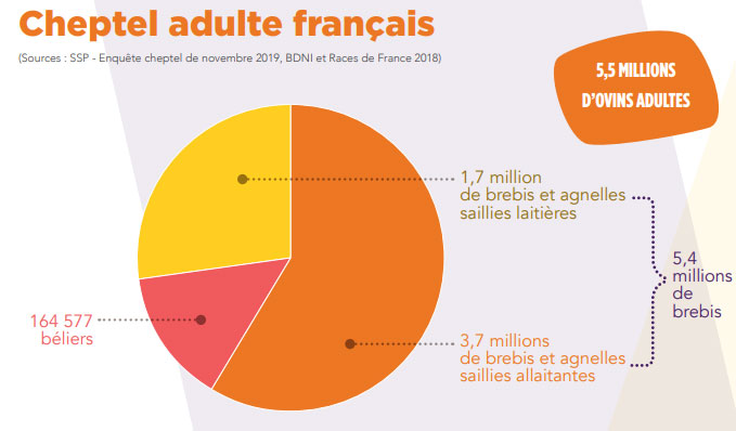 Cheptel adulte français