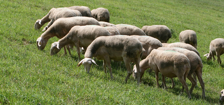 L'élevages herbivore et l'aménagement du territoire