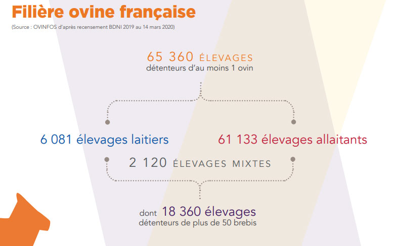 Filière ovine française