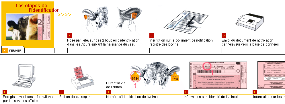 Récapitulatif des étapes de l'identification des bovins