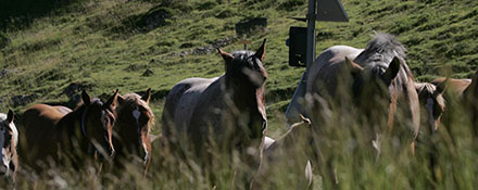 La structure du marché de la viande de cheval en France