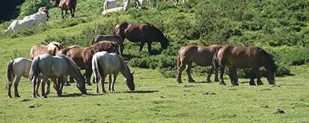 La production de chevaux de trait français est majoritairement une filière d’exportation