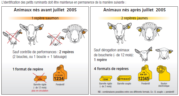 Identification des ovins