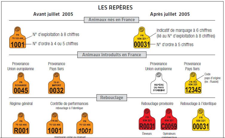 Boucles d'identification des ovins