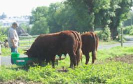 La famille des bovins