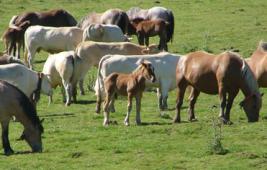 L'identification des équins