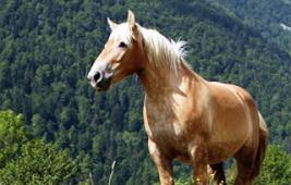 La traçabilité de la viande chevaline