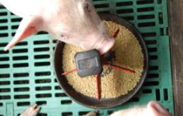 L'alimentation des porcins