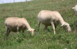 L'alimentation des ovins.