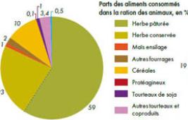Ce que mangent les ruminants