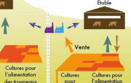 Naisseurs et engraisseurs, des systèmes d’élevage adaptés aux territoires