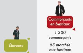 De l’animal à la viande, un ensemble de métiers