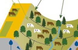 Emissions de gaz à effet de serre et compensation en élevage