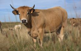Aubrac