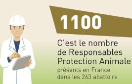 La protection animale à l'abattoir
