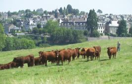 Le bien-être des animaux à la ferme 