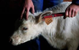 La traçabilité des viandes