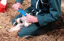 L'identification des ovins et des caprins