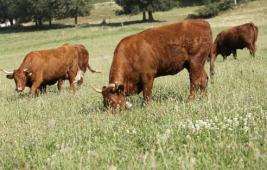 La famille des bovins