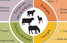 Des élevages pour de multiples usages