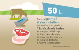 Consommation d'eau et production de viande bovine