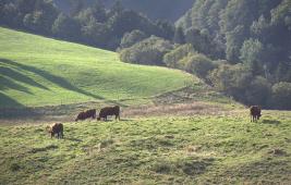 COP21 : L’élevage bovin compense en partie ses émissions par le stockage du carbone