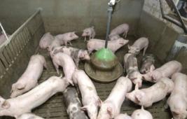 L'organisation de l'élevage porcin en France