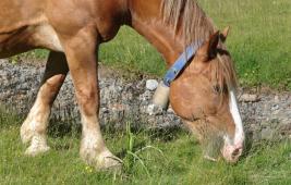 L'alimentation des équins