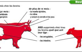 Comment éviter la contamination des animaux par l'ESB ?