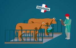 Les étapes d'abattage des animaux à l'abattoir