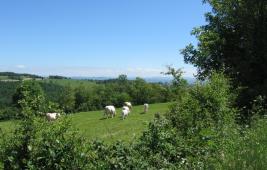 L'éthique vis-à-vis des animaux 