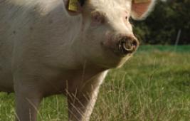 La famille des porcins