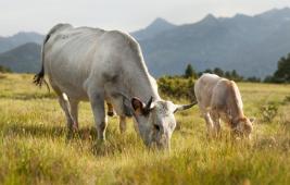 La rumination chez les bovins