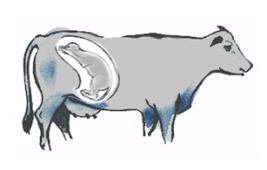 Reproduction des bovins