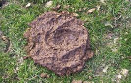 Les bouses : engrais naturels et écosystèmes