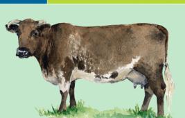 Shorthorn